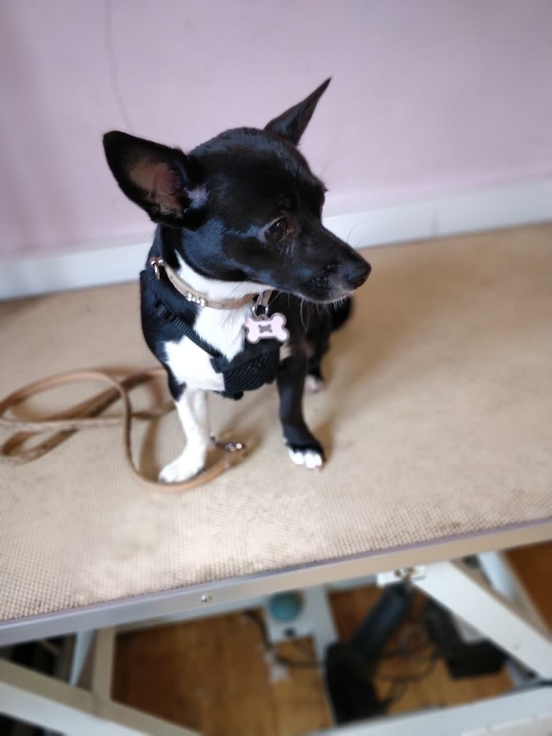 A small black-and-white chihuahua-type dog sitting on the grooming table after its groom