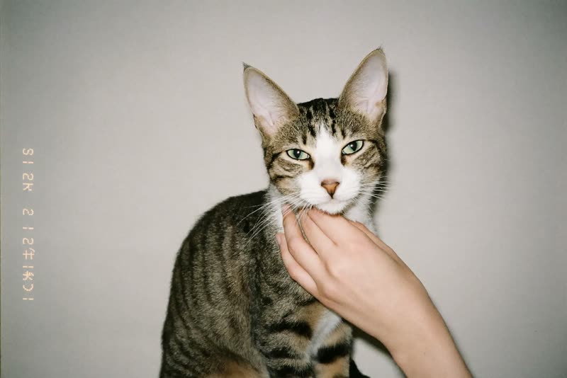 A calm, freshly groomed cat