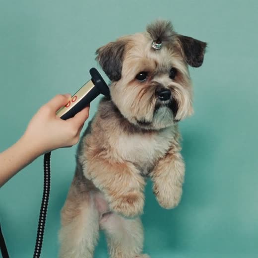 A small dog having its coat clipped