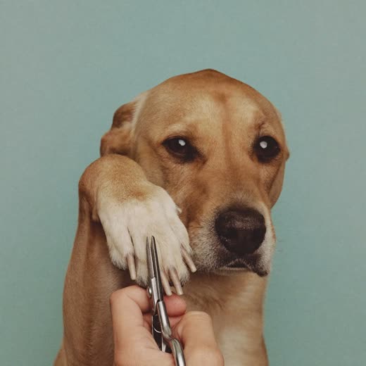A dog's paw having its nails trimmed