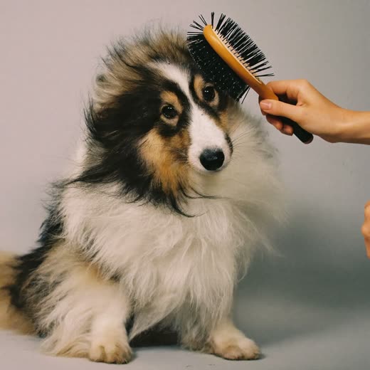 A long-haired dog being brushed out