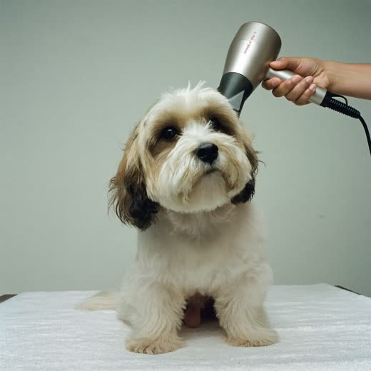 A small dog being blow-dried after a bath